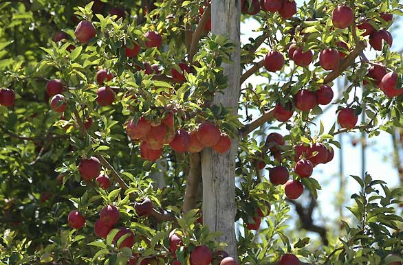 Frutales de manzana Red Delicious