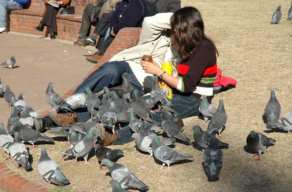 Pigeons at Mayo Square
