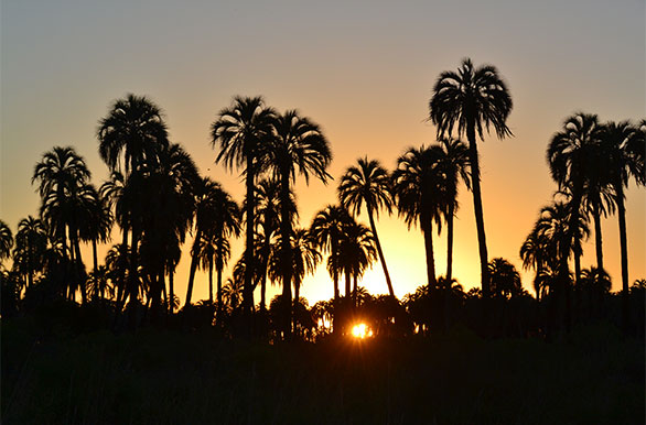 Colón palm groves