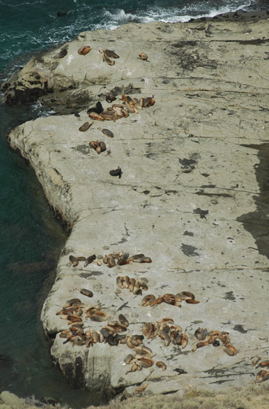 Sea lion colony at Punta del Marqués