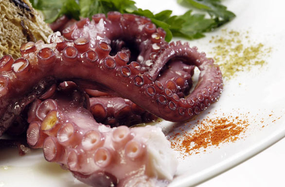 Octopus plain