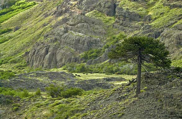 Monkey-puzzle tree at the Agrio valley