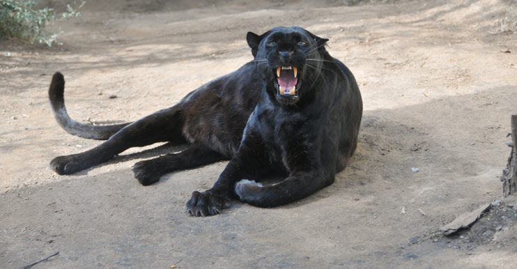 Black panther at the zoo
