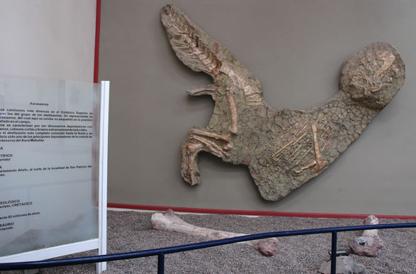 Aucasaurus on display