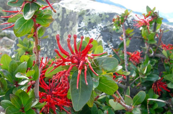 <i>Notro</i>, Chilean firetree or firebush