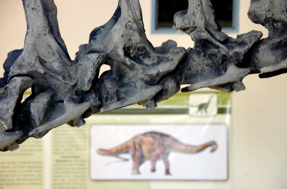 Importantes descubrimientos antropológicos y paleontológicos 