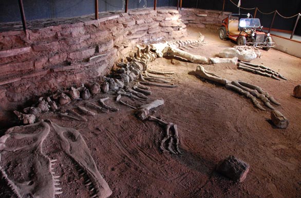 El 80% de su esqueleto fósil, Giganotosaurus 