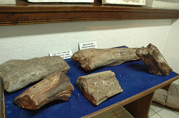 Huesos fosilizados