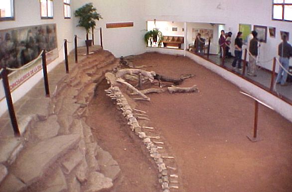 Giganotosaurus Carolinii