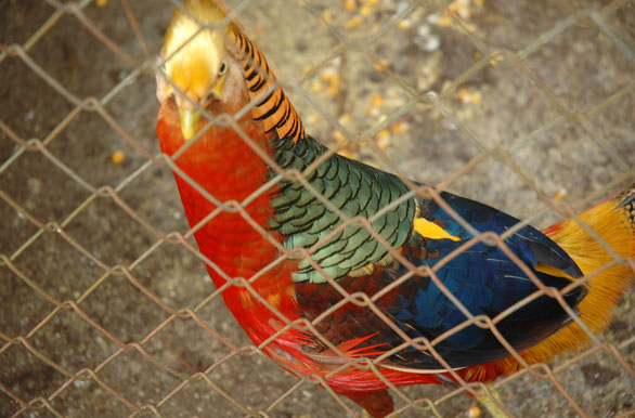 Colorida ave, Zoo Bal Park
