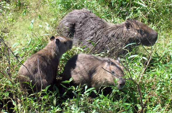 Iberá Capybara