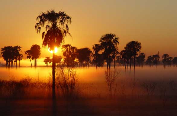 Twilight on the palm tree grove