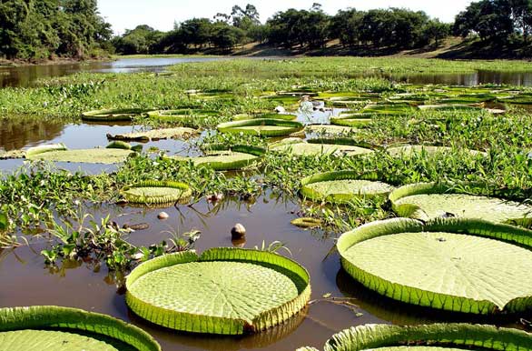 Victoria cruziana and water hyacinth