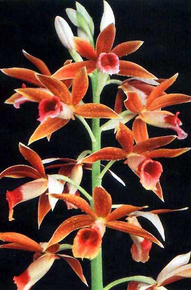 Orquídea salvaje