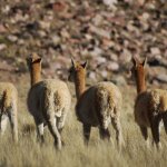 Fotos de Humahuaca: fotos y paisajes | Turismo en Humahuaca