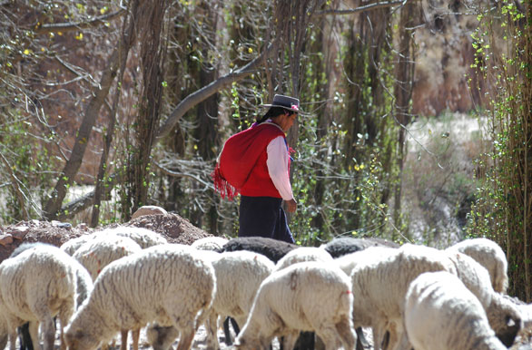 Cuidando las ovejas