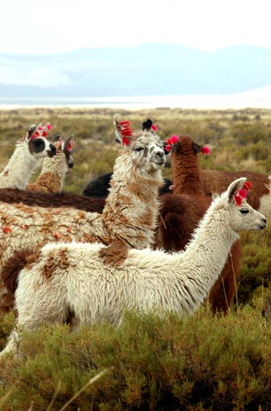 Llamas in the puna