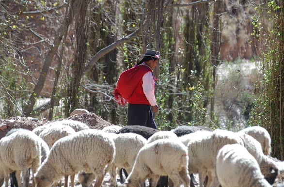 Pastoreando ovejas