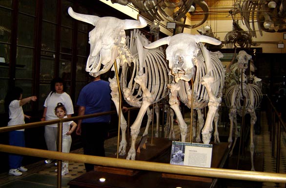 Vaca Ñata en el Museo