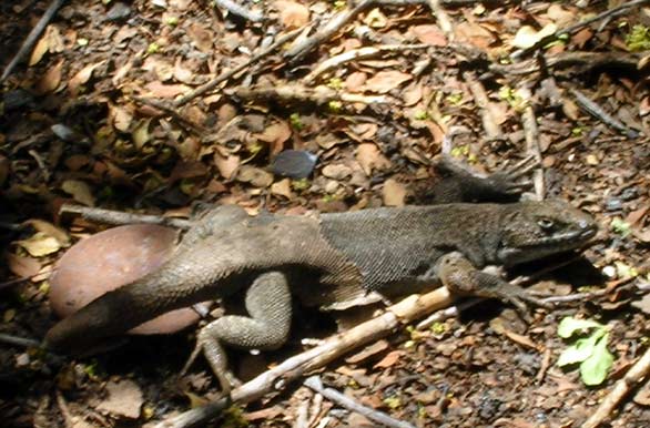 Reptil Cuyano - Malargüe
