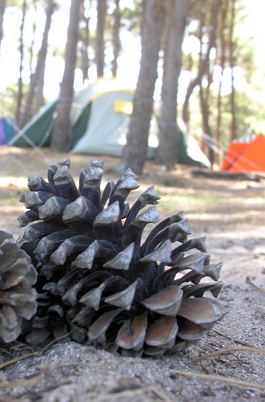 Pine cones at the campsite