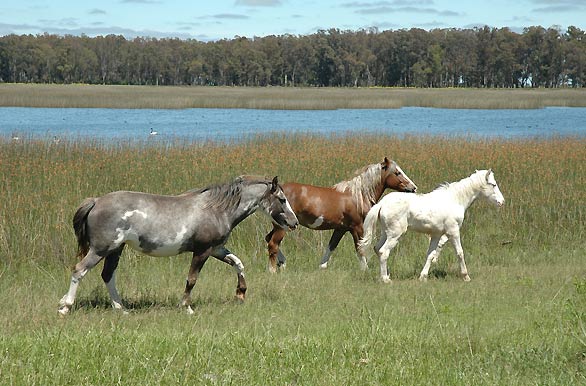 Laguna y caballos,  ruta 2 camino a Mar del Plata