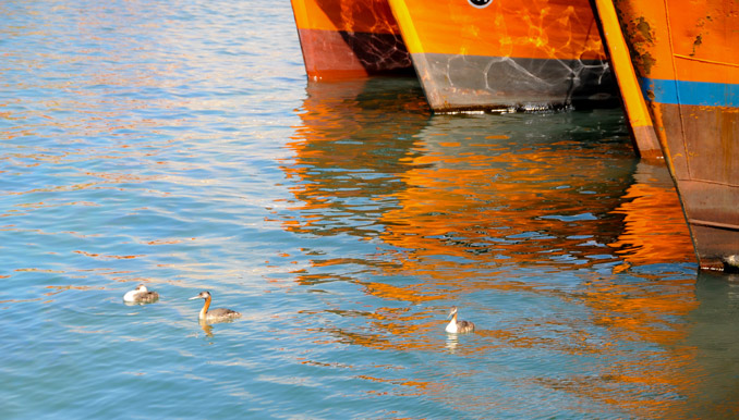 Colores marítimos, Puerto de Mar del Plata