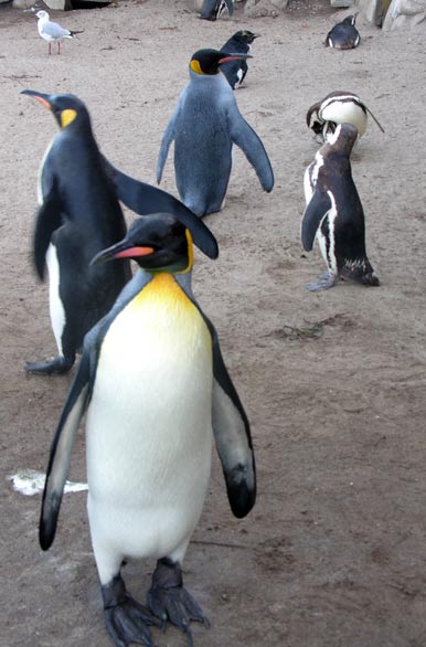 Pingüinos en el Aquarium