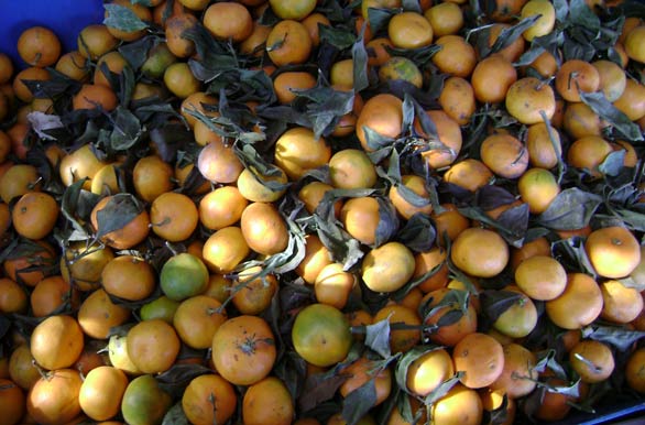 Mandarinas de la región