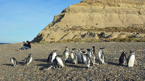 Caminar entre los pingüinos magallánicos en Punta Ninfas