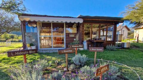 Die Lavendel: el campo de lavandas de Villa General Belgrano