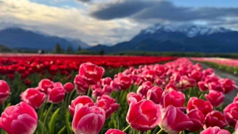 Campo de Tulipanes en Trevelin: guía para visitar la floración en Chubut