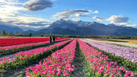 Campo de Tulipanes en Trevelin: guía para visitar la floración en Chubut