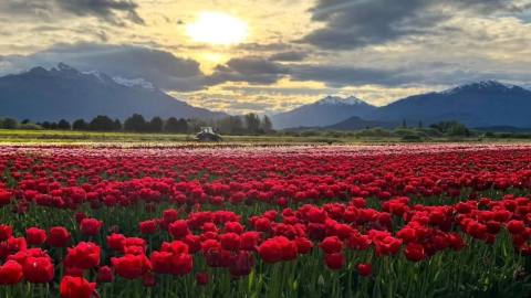 Campo de Tulipanes en Trevelin: guía para visitar la floración en Chubut