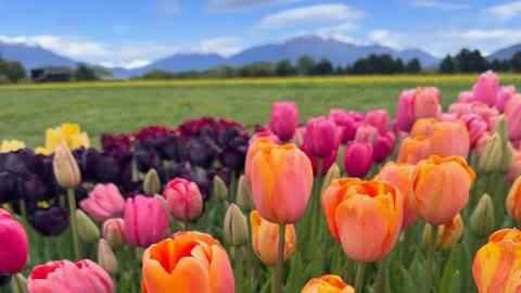 Campo de Tulipanes en Trevelin: guía para visitar la floración en Chubut