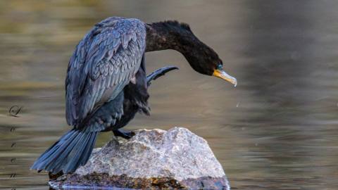 Birdwatching in Lago Puelo National Park