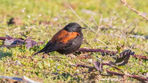 Birdwatching in Lago Puelo National Park
