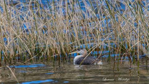 Birdwatching in Lago Puelo National Park