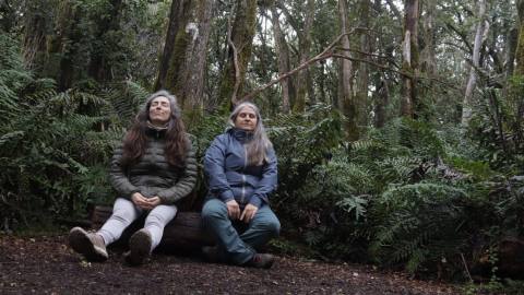Birdwatching in Lago Puelo National Park