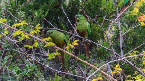 Birdwatching in Lago Puelo National Park