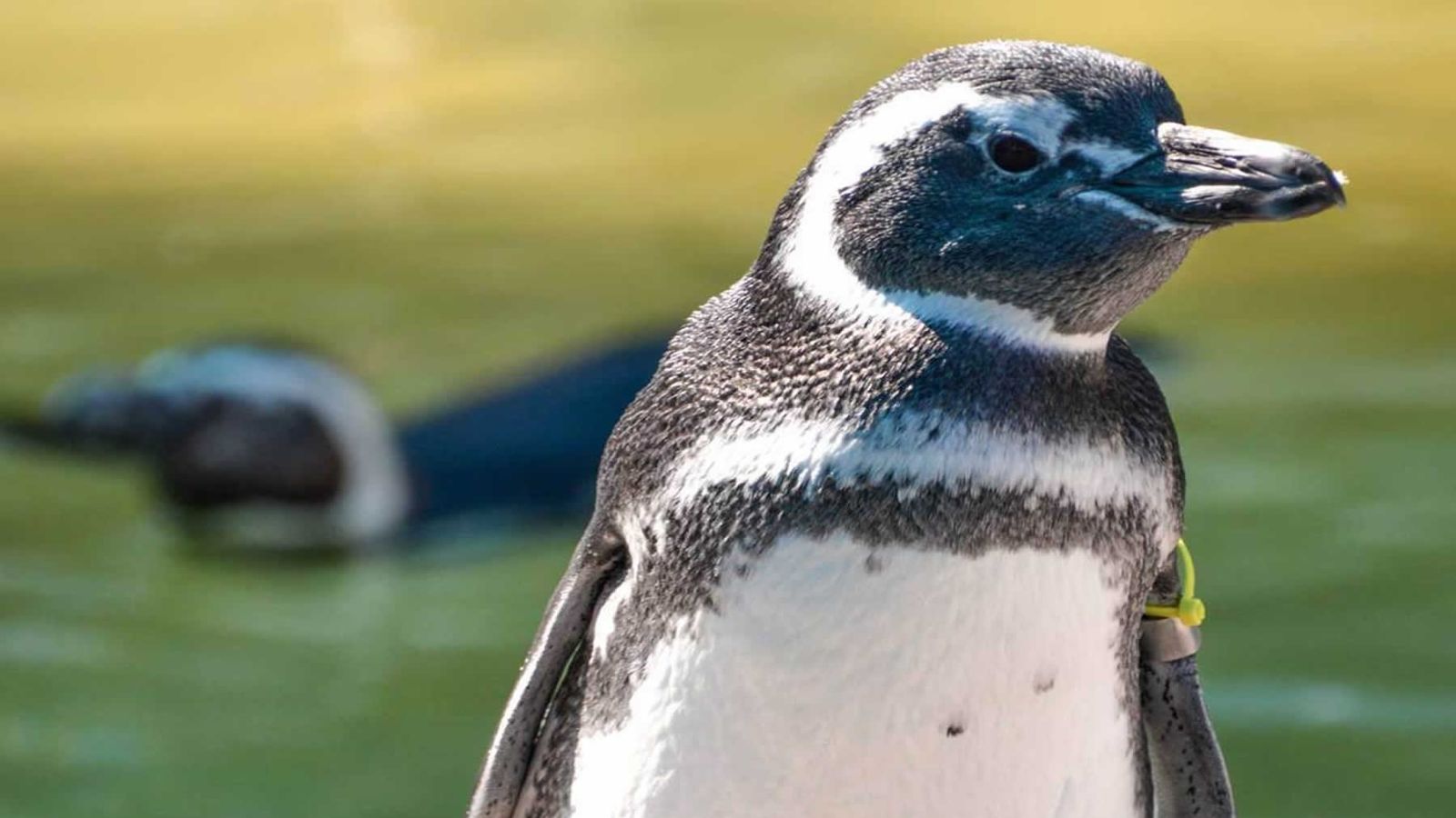 Albergue de pingüinos