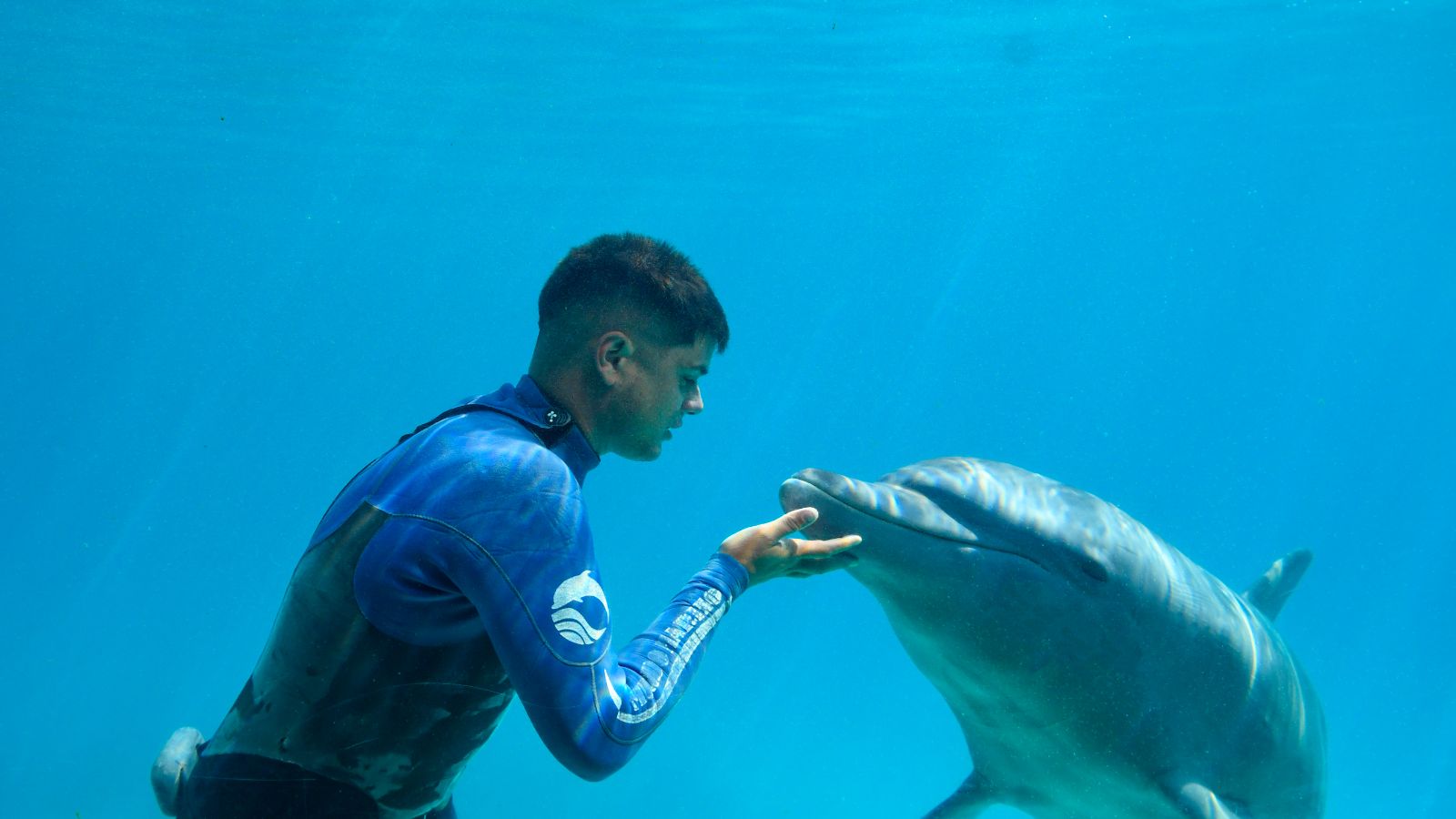 Delfín Nariz de Botella