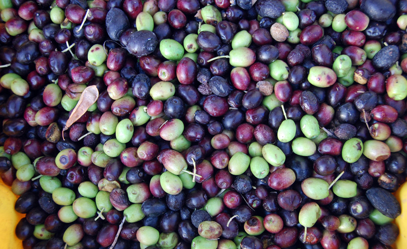 Good olives of San Rafael