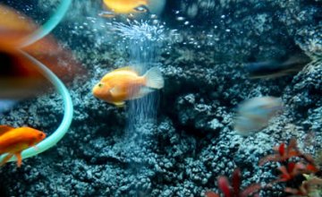 Aquarium: An Underwater World