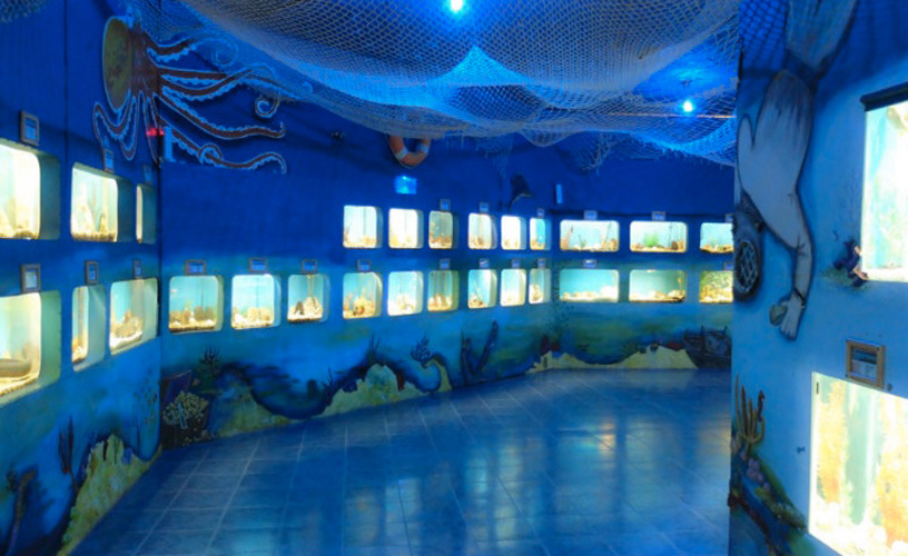 Aquarium fish tanks over 70