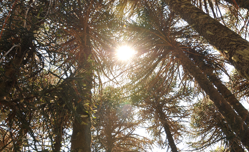 Interpret the movements of the sun