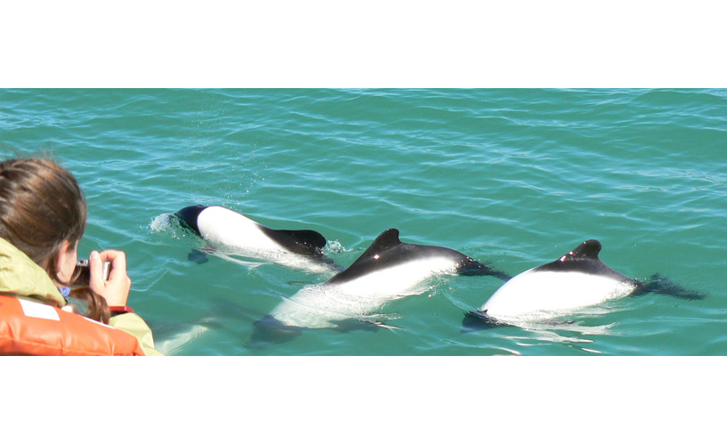 En su hábitat natural