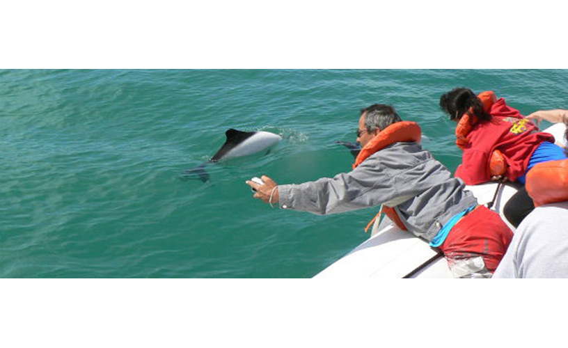 También conocida como delfín de Commerson