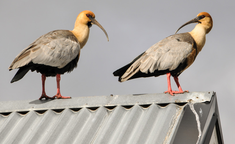 Bird symbol of the city