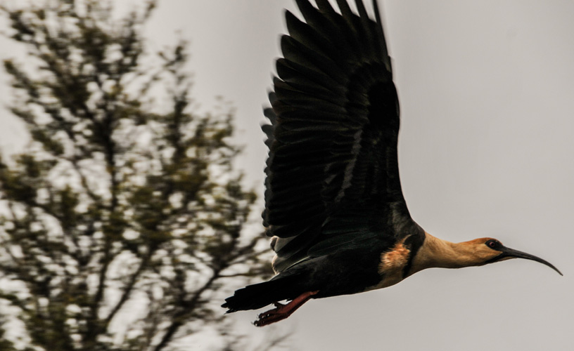 The size of its wings